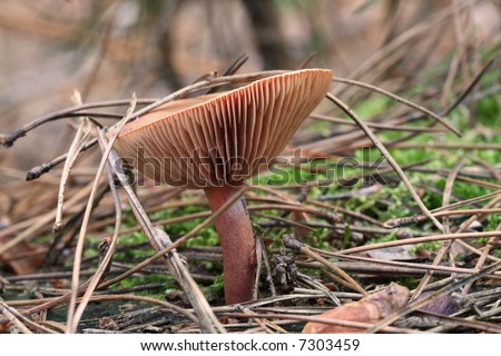 wild mushroom in pine autumn forest, close-up