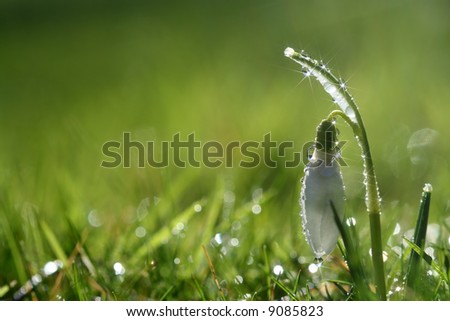 star sparkle snowdrop flower in morning dew, soft focus, perfect for postcard