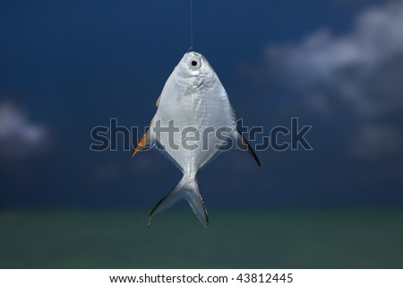 silver fish on a hook, against blue sky and sea