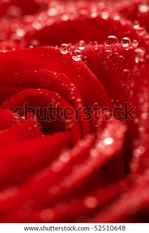 red rose flower background. red rose flower background