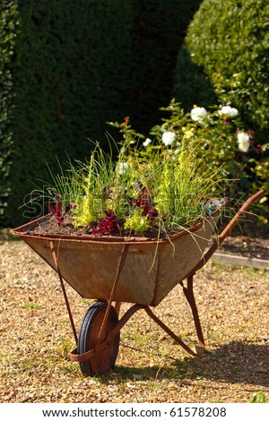 decorative garden wheelbarrow with culinary herbs
