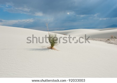 White Sands with isolated yucca