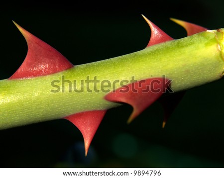 Detail Of Spiny Rose Branch Stock Photo 9894796 : Shutterstock