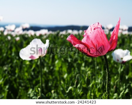 Red poppy flower in white poppies field