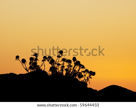Sunset silhouette of the flowers on the rock