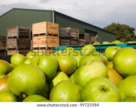 Fresh apples at the farm storehouse