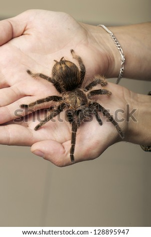 Arachnid Monster - Brown Spider wandering