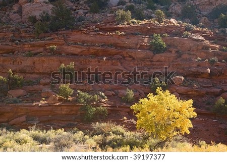 A box elder tree in full autumn color beneath red rock cliffs.