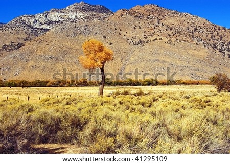 Lone cottonwood tree with orange leaves standing in a mountain valley.