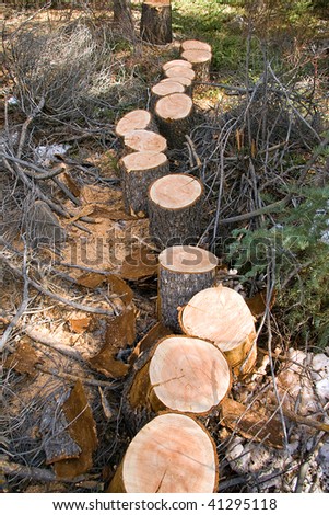 A row of firewood rounds bucked from a Douglas fir tree.