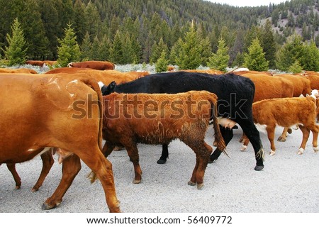 Black cow in herd of brown cows on a highway.