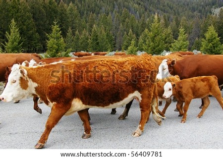 Three cows with white faces walking on the highway.