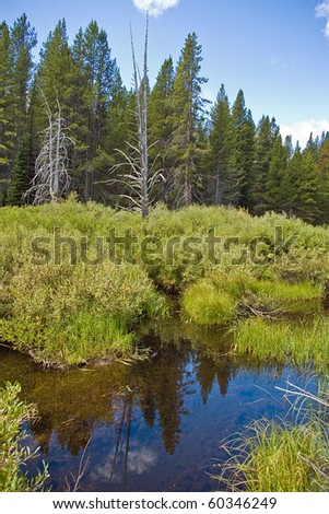 A small beaver pond in the mountains with trees in the background.