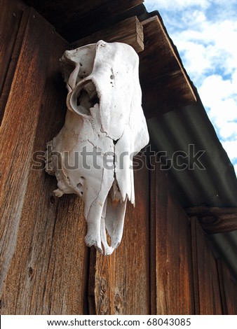An old, sun-bleached cow skull hangs on a wooden barn.