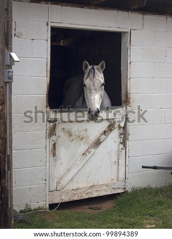 A horse peers from its stall in a rural ranching community.