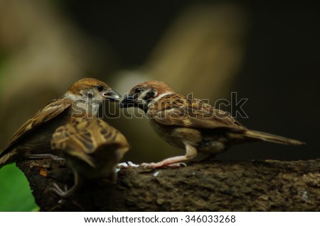 Philippine Maya Bird or Eurasian Tree Sparrow or Passer montanus perching on a tree branch kiss feeding.