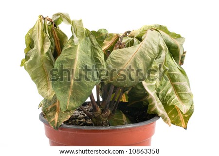 Plastic Flower Pots on Dying Plant In Plastic Pot Stock Photo 10863358   Shutterstock