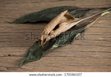 still life, withered peace lily  flower and leaf with  on wood floor