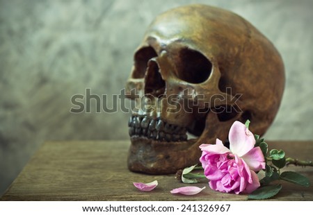 still life photography : skull and wither rose on old wood with cement plaster background