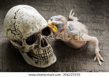 still life photography : skull and the remains of new born myna bird on old wood