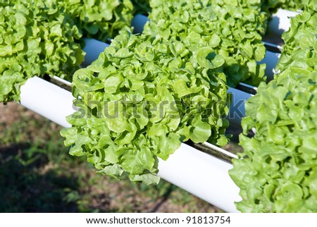 closeup of hydroponics plant of lettuce
