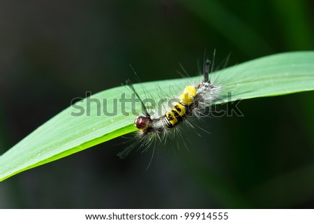 hairy caterpillar eating green leaf