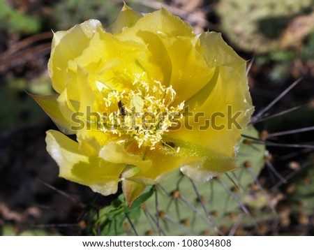 Yellow flowers of jumping cholla cacti