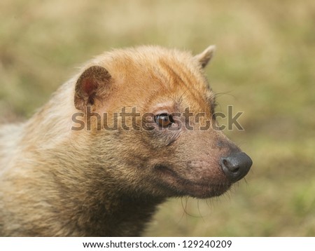 Portrait of rare canis species - bush-dog