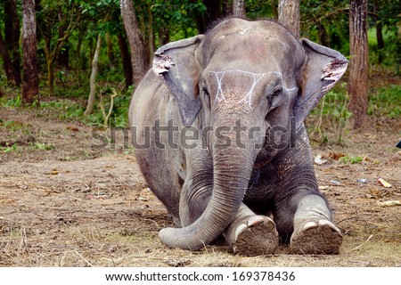 Elephant sitting portrait in Nepal