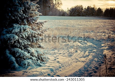 Winter landscape at dawn Winter nature Trees and snow and blue sky