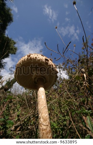 mushroom macro shoot from down