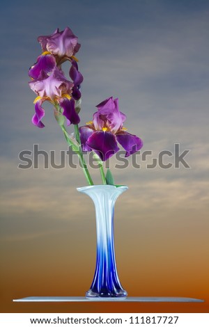 Bouquet deep purple iris flower against the sky at dawn
