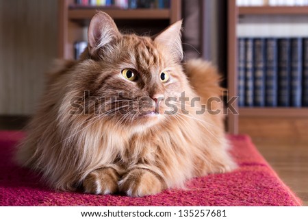 Big fluffy ginger cat lying on a red carpet on the background of bookshelves