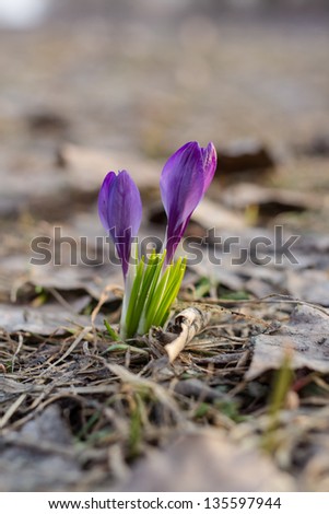Spring has come, the first crocus flowers surrounded by dried leaves