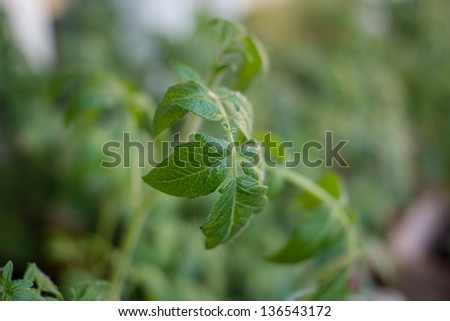Green leaves of tomato, focus on foreground. Shallow focus.