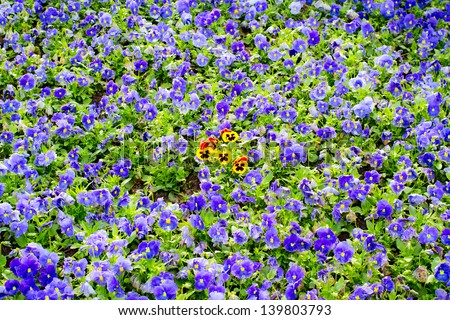 Be different! Pansies and violets on a flowerbed. Different colored flowers on field
