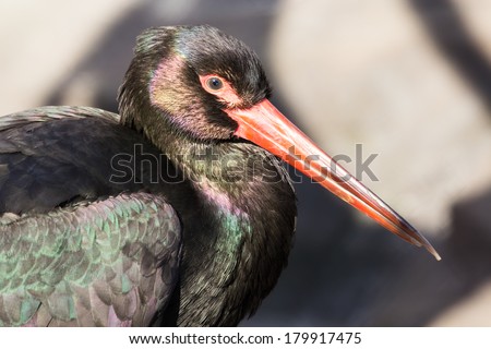 Black Stork (Ciconia nigra) is a large wading bird in the stork family Ciconiidae