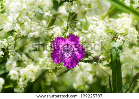 Lone carnation flower purple among many white flowers. Small depth of field
