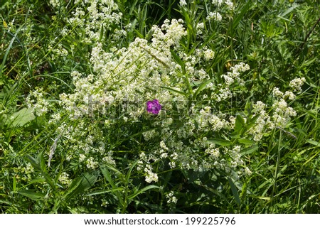 Lone carnation flower purple among many white flowers. Small depth of field