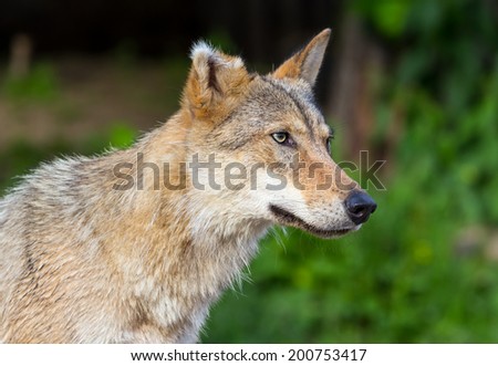 Portrait of an old wolf with an gray hair on the ear, in three quarters on a background of green grass