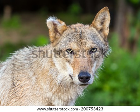 Portrait of an old gray wolf with an ear full face on a background of green grass