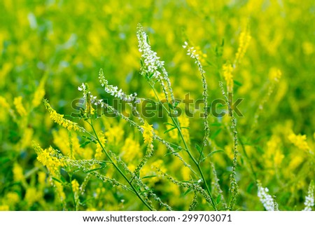 Melilot - sweet clover. Thickets high yellow and white flowers on a background of blurred yellow flowers. Small depth of field