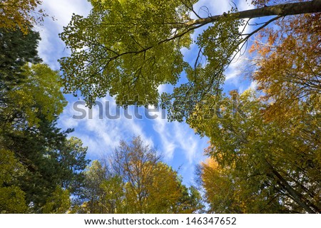 Looking up at the sky from an autumn forest ground
