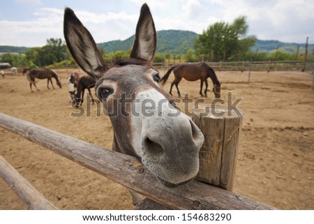 Funny donkey in a farm