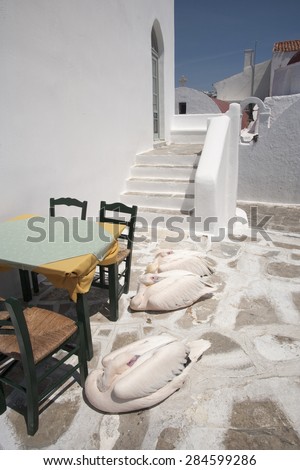 The famous pelican Petros and friends, in a typical alley of Mykonos island,Cyclades, Greece