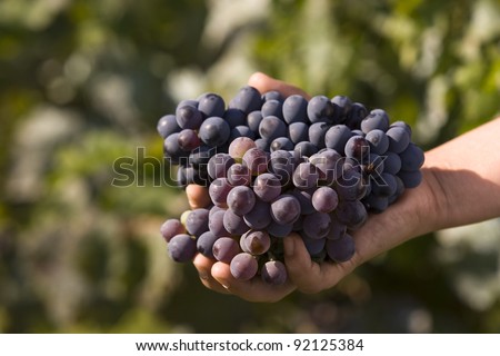 Hard working hands holding a bunch of grapes outdoors