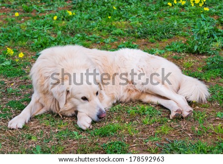 white dog relaxing in the garden