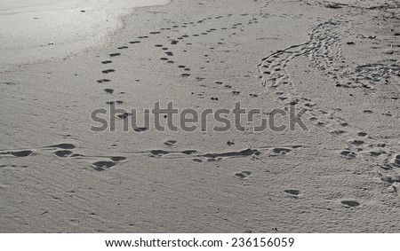 footsteps in the sand in black and white