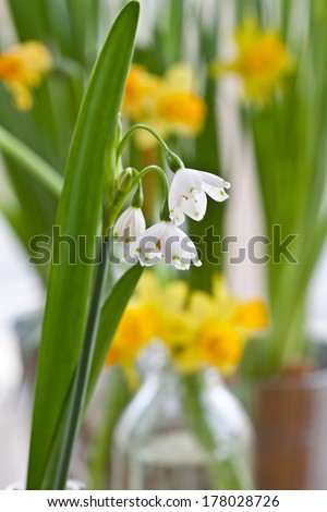 Blooming snowdrops in front of yellow daffodils