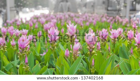 Field of Siam Tulip in Bangkok, Thailand